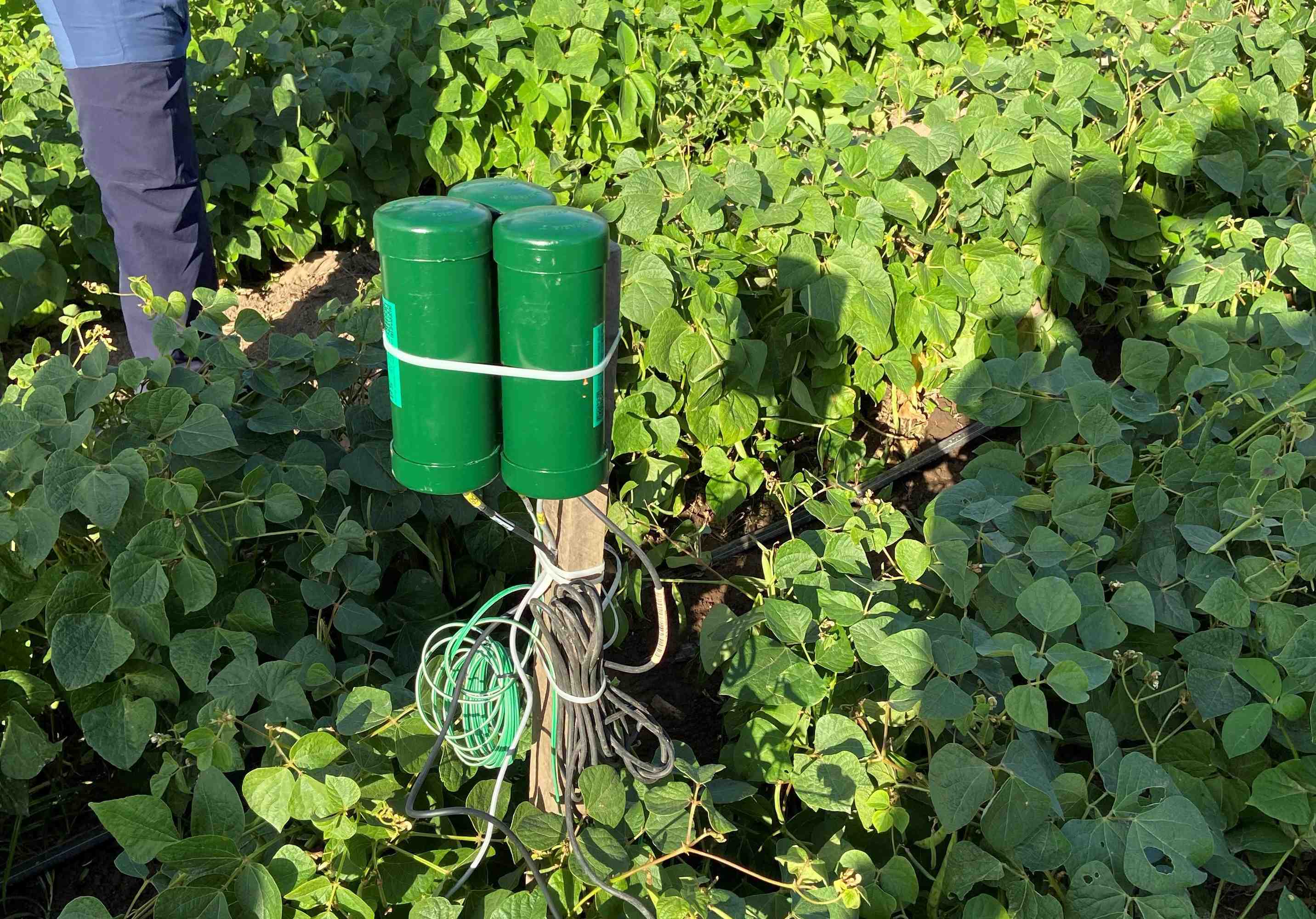 Digitalización de la Agricultura a Pequeña Escala