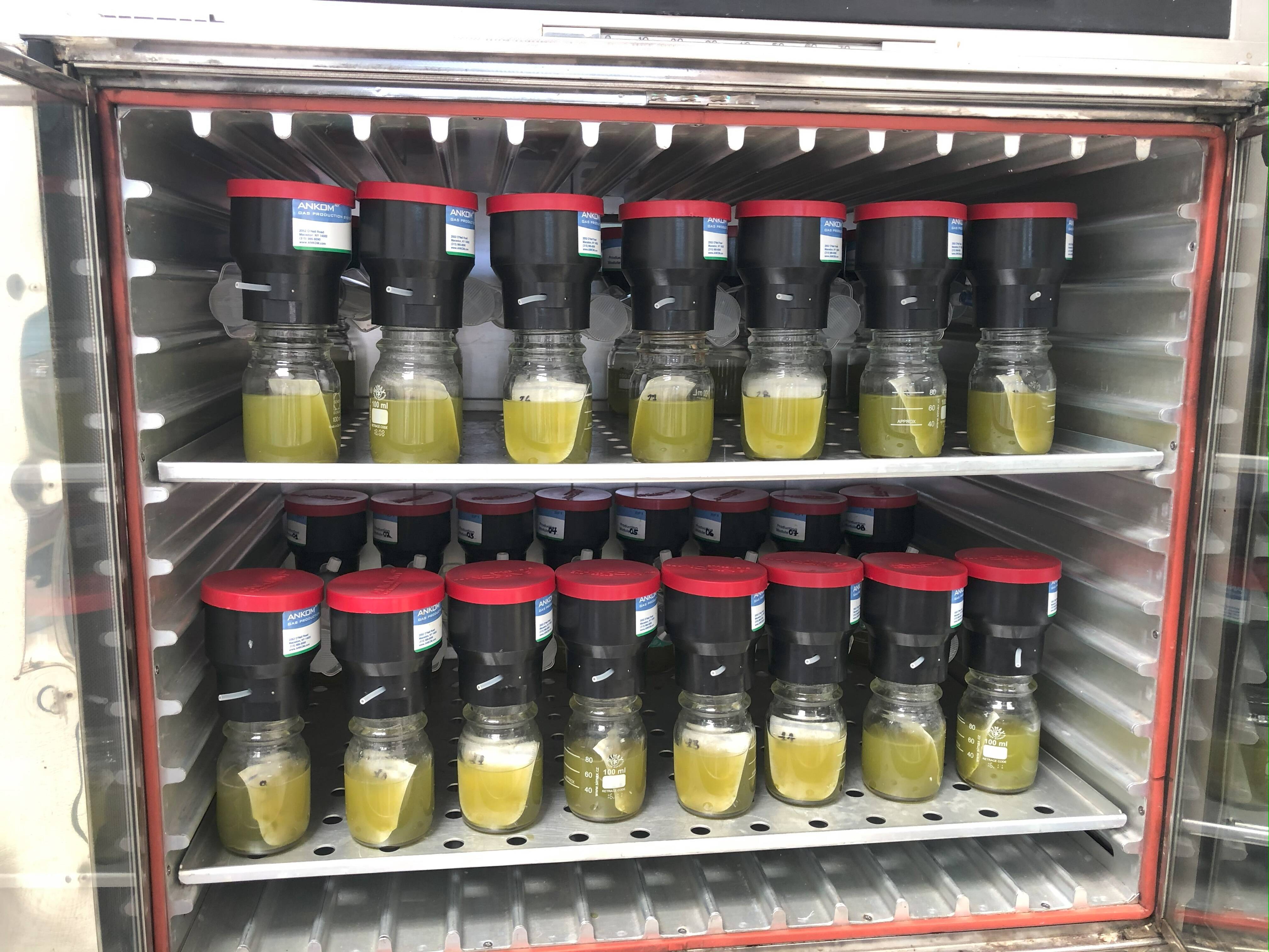 In vitro Agrosavia