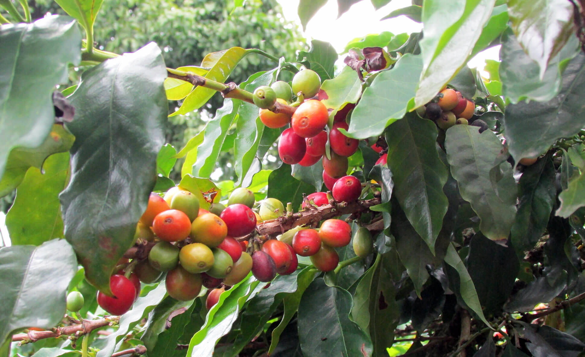 Strategies for control of Coffee Berry Borer in Coffea canephora