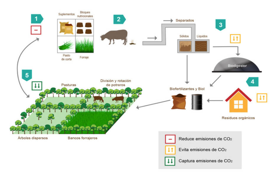 Better management practices and silvopastoral systems